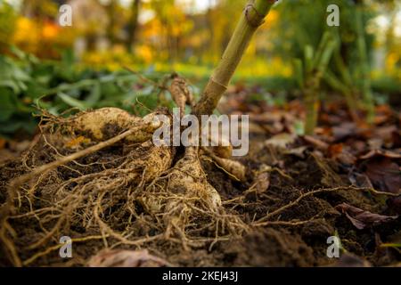 Frisch angehobene Dahlia-Knollen. Dahlia-Knollen ausgraben, reinigen und für die Winterlagerung vorbereiten. Jobs im Herbst im Gartenbau. Überwintern dah Stockfoto