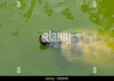 Makroaufnahme (Seitenansicht) einer Schildkröte, die in einem Teich mit grünem Wasser schwimmt. Die Schildkröte ist teilweise sichtbar. Er schaut nach oben. Der Kopf ist abo Stockfoto