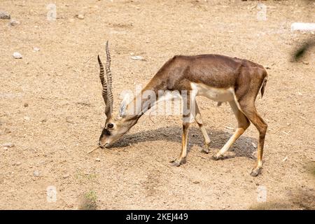 Gehörnte Blackbuck (wissenschaftlicher Name: Antelope cervicapra) grasen auf dem trockenen Boden im Wald. Stockfoto