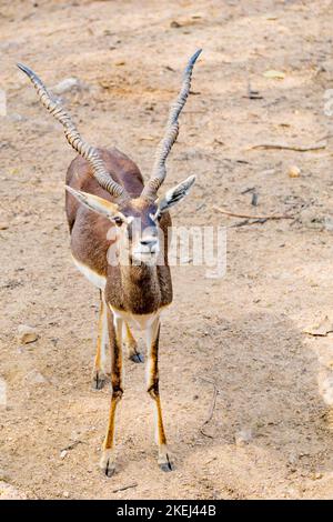 Gehörnter Schwarzbock (wissenschaftlicher Name: Antilope cervicapra), der auf dem trockenen Boden im Wald steht. Stockfoto