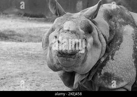 Schwarz-weiß großes Nashorn (Nashorn) mit gebrochenem Horn. Das Foto wurde von der Vorderseite aus aufgenommen, wobei der Fokus auf Gesicht und Kopf liegt. Stockfoto