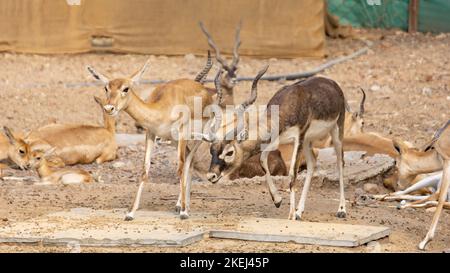 Eine Gruppe von Hirsch, einschließlich gehörnter Schwarzbock und Schilfgazelle, die sich in einem Park ausruhen. Stockfoto