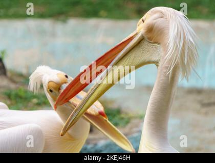 Große weiße Pelikane (Pelecanus onocrotalus), die nach dem Bad Spaß haben - intime Momente Stockfoto