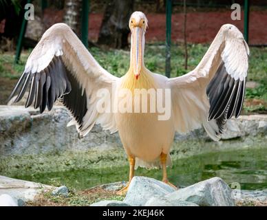 Großer weißer Pelikan, der sich mit offenen Flügeln sonnen hat. Foto während der Öffnung der Flügel im Tageslicht. Stockfoto