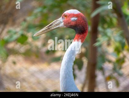 Porträt des männlichen Sarus-Kranichkopfes. Der Sarus Crane (Grus Antigone) ist der höchste fliegende Vogel. Das Foto wurde tagsüber aufgenommen. Stockfoto