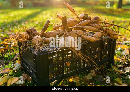 Angehobene und gewaschene Dahlia-Knollen trocknen in der Herbstsonne am Nachmittag vor der Lagerung für den Winter. Jobs im Herbst im Gartenbau. Überwintern der Dahlia Knollen. Stockfoto