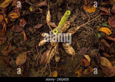 Draufsicht auf frisch angehobene Dahlia-Knollen. Dahlia-Knollen ausgraben, reinigen und für die Winterlagerung vorbereiten. Jobs im Herbst im Gartenbau. Overw Stockfoto