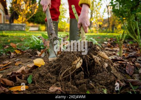 Frau gräbt Dahlia-Knollen mit einer Pitchfork und bereitet sie für die Winterlagerung vor. Jobs im Herbst im Gartenbau. Überwintern der Dahlia Knollen. Anheben d Stockfoto