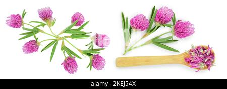 Blume eines Red clover Clover mit Blättern und einem Schaft close-up auf einem weißen Hintergrund. Ansicht von oben. Stockfoto