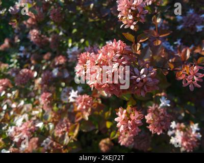 Wave Hill ist ein 28 Hektar großes Anwesen im Hudson Hill-Abschnitt von Riverdale in der Bronx, New York City. Wave Hill besteht derzeit aus öffentlichen Gärtnern Stockfoto
