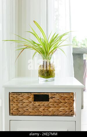 Grüne Spinnenpflanze in Glastöpfen auf weißer Brust der Schublade mit weißem Vorhang dahinter Stockfoto