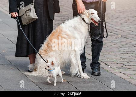 Eine Familie geht auf einer Stadtstraße mit einem großen russischen Windhund und einem winzigen Hund spazieren. Unterschiede und Rassen Konzept Stockfoto