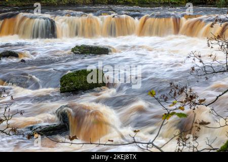 Aysgarth Falls in voller Strömung sind ein dreifacher Flug von Wasserfällen, umgeben von Wald und Ackerland, die durch den Fluss Ure geschnitzt. Stockfoto