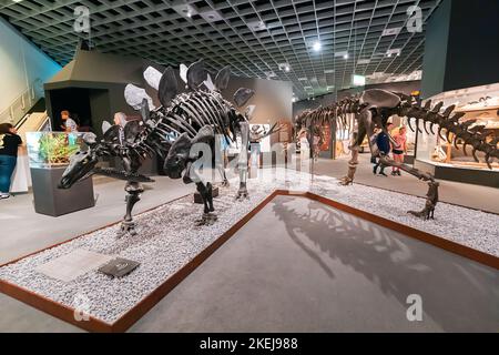 26. Juli 2022, Munster Natural History Museum, Deutschland: Ausstellung erschreckender Stegosaurus-Dinosaurier-Skelette aus der Jurazeit und Kreidezeit Stockfoto