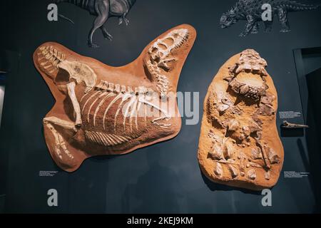 26. Juli 2022, Münster Natural History Museum, Deutschland: Ausstellung von schrecklichen Dinosaurierskeletten aus der Jurazeit und Kreidezeit Stockfoto