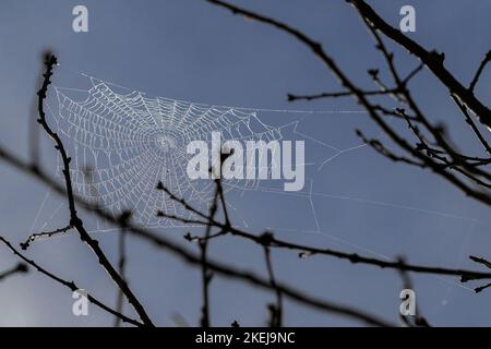 Hintergrundbeleuchtetes Spinnennetz mit Tautropfen gegen einen blauen Himmel Stockfoto