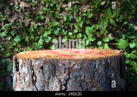 Kiefernbaum stumpf gegen grüne Blätter Stockfoto