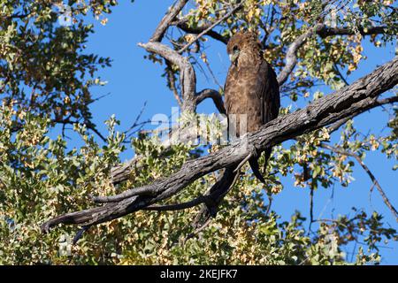 Bateleur-Adler (Terathopius ecaudatus), unreif, an einem Ast gelegen, Mahango-Kerngebiet, Bwabwata-Nationalpark, Caprivi-Streifen, Namibia, Afrika Stockfoto