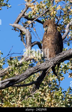 Bateleur-Adler (Terathopius ecaudatus), unreif, an einem Ast gelegen, Mahango-Kerngebiet, Bwabwata-Nationalpark, Caprivi-Streifen, Namibia, Afrika Stockfoto