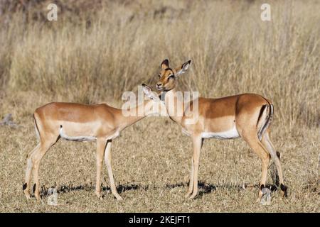 Gewöhnliche Impalas (Aepyceros melampus), zwei Weibchen im trockenen Grasland, die Zuneigung zeigen, Mahango Core Area, Bwabwata National Park, Namibia, Afrika Stockfoto