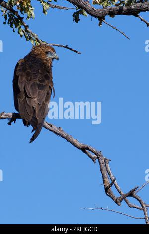 Bateleur-Adler (Terathopius ecaudatus), unreif, an einem Ast gelegen, Mahango-Kerngebiet, Bwabwata-Nationalpark, Caprivi-Streifen, Namibia, Afrika Stockfoto