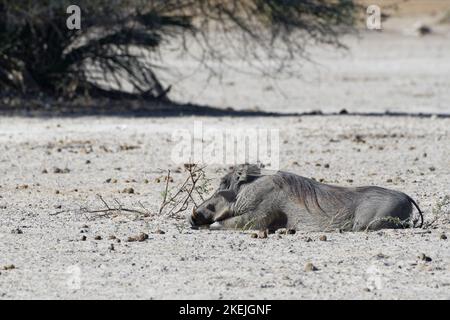 Gewöhnlicher Warzenschwein (Phacochoerus africanus), ruhender Erwachsener auf trockenem Boden, Sonnenbaden, Mahango Core Area, Bwabwata National Park, Namibia, Afrika Stockfoto