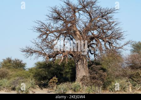 Afrikanischer Baobab (Adansonia digitata), Mahango-Kerngebiet, Bwabwata-Nationalpark, Kavango-Osten, Caprivizipfel, Namibia, Afrika Stockfoto