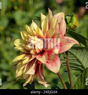 dahlia (Dahlia pinnata) in Blüte, Deutschland Stockfoto