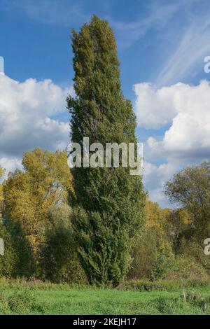 Schwarze Pappel oder lombardische Pappel (Populus nigra italica), Rheinland, Deutschland Stockfoto