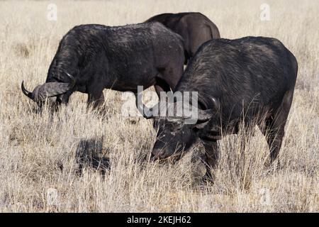 Kapbüffel (Syncerus Caffer), Gruppe von erwachsenen Männchen im hohen trockenen Gras, die sich auf Gras ernähren, Mahango Core Area, Bwabwata National Park, Namibia, Afrika Stockfoto