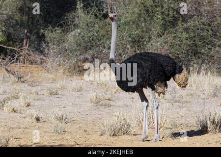 Südafrikanischer Strauß (Struthio camelus australis), erwachsener Mann, Mahango Core Area, Bwabwata National Park, Kavango East, Caprivi Strip, Namibia, Afrika Stockfoto