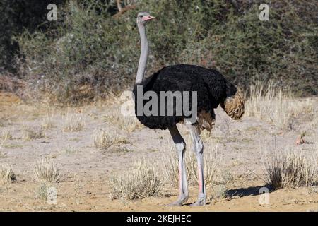 Südafrikanischer Strauß (Struthio camelus australis), erwachsener Mann, Mahango Core Area, Bwabwata National Park, Kavango East, Caprivi Strip, Namibia, Afrika Stockfoto