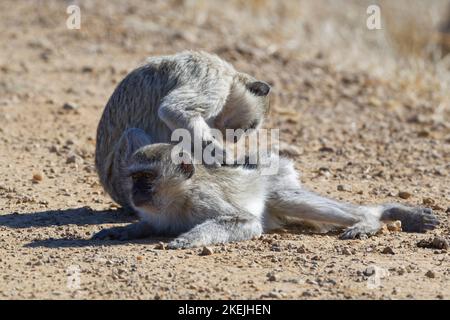 Vervet-Affen (Chlorocebus pygerythrus), zwei Erwachsene auf einer unbefestigten Straße, Pflege, Mahango Core Area, Bwabwata National Park, Namibia, Afrika Stockfoto