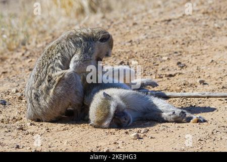 Vervet-Affen (Chlorocebus pygerythrus), zwei Erwachsene auf einer unbefestigten Straße, Pflege, Mahango Core Area, Bwabwata National Park, Namibia, Afrika Stockfoto
