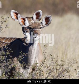 Großkudus (Tragelaphus strepsiceros), zwei Erwachsene Weibchen, die zwischen den Sträuchern stehen, Mahango Core Area, Bwabwata National Park, Namibia, Afrika Stockfoto
