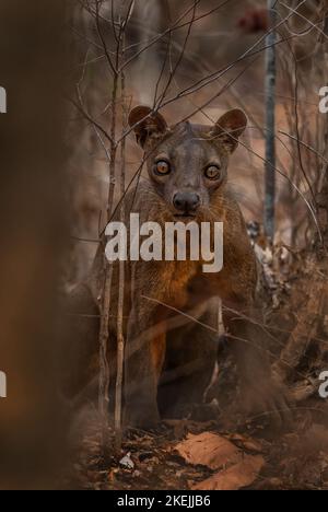 Fossa - Cryptoprocta ferox, Kirindi-Wald, Madagaskar. Das größte Raubtier der Wälder Madagaskars. Stockfoto