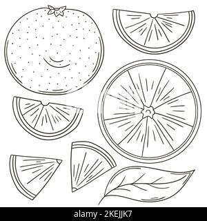 Satz von Vektorgrafiken im handgezeichneten Stil. Ausmalungsplakat mit Früchten. Grapefruit, rot orange. Sammlung von Symbolen Stock Vektor