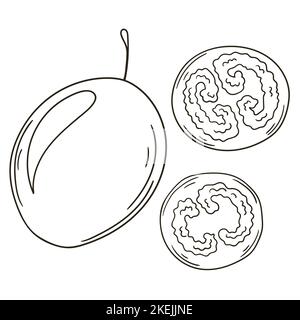 Tamarillo. Satz von Vektorgrafiken im handgezeichneten Stil. Ausmalungsplakat mit Früchten. Sammlung von Symbolen, Schilder, Pins, Aufkleber Stock Vektor
