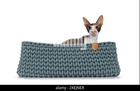 Niedliche Choc Tortie mit weißem Cornish Rex Katzenkätzchen, die in einem gestrickten Korb sitzt. Mit großen Augen direkt auf die Kamera schauen. Isoliert auf weißem Hintergrund Stockfoto