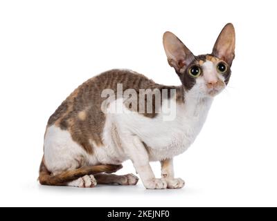 Niedliche Choc Tortie mit weißem Cornish Rex Katzenkätzchen, die in einem gestrickten Korb sitzt. Mit großen Augen direkt auf die Kamera schauen. Isoliert auf weißem Hintergrund Stockfoto