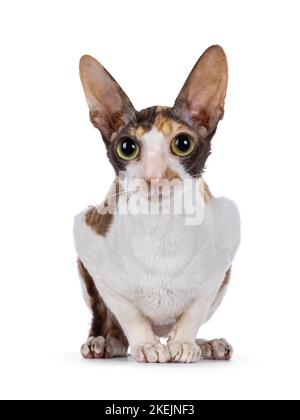 Niedliche Choc Tortie mit weißem Cornish Rex Katzenkätzchen, die in einem gestrickten Korb sitzt. Mit großen Augen direkt auf die Kamera schauen. Isoliert auf weißem Hintergrund Stockfoto