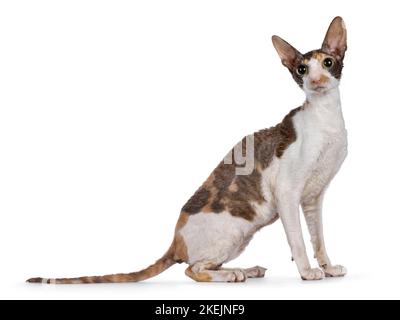 Niedliche Choc Tortie mit weißem Cornish Rex Katzenkätzchen, die in einem gestrickten Korb sitzt. Mit großen Augen direkt auf die Kamera schauen. Isoliert auf weißem Hintergrund Stockfoto