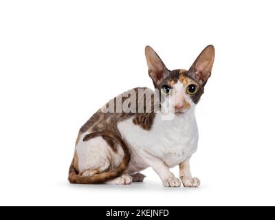 Niedliche Choc Tortie mit weißem Cornish Rex Katzenkätzchen, die in einem gestrickten Korb sitzt. Mit großen Augen direkt auf die Kamera schauen. Isoliert auf weißem Hintergrund Stockfoto
