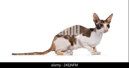 Niedliche Choc Tortie mit weißem Cornish Rex Katzenkätzchen, die in einem gestrickten Korb sitzt. Mit großen Augen direkt auf die Kamera schauen. Isoliert auf weißem Hintergrund Stockfoto