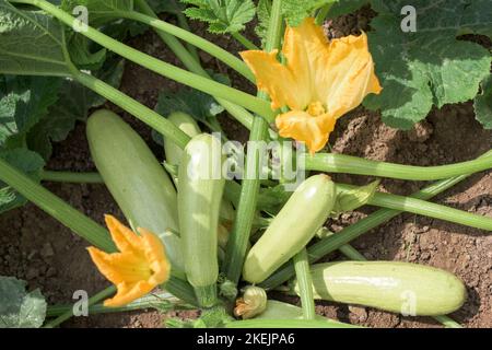 Teil der Zucchini-Pflanze in einem Gemüsegarten - Blätter, Stängel, Blumen, Früchte Stockfoto