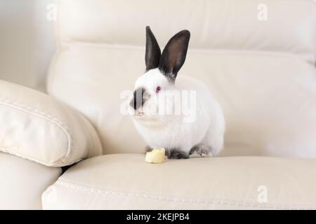 Ein weißes Kaninchen mit roten Augen und schwarzen Ohren sitzt auf einem weißen Ledersofaende und isst Banane - Osterhase Stockfoto