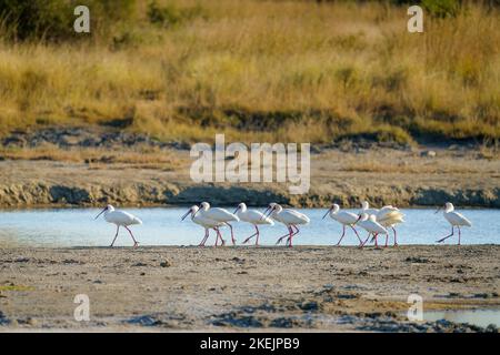 Löffler (Sine Saloum Delta) gruppieren sich am Seeufer. Hwange-Nationalpark, Simbabwe, Afrika Stockfoto