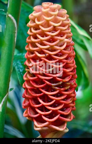 Shampoo/Pinecon Ingwer, Zingiber zerumbet Stockfoto