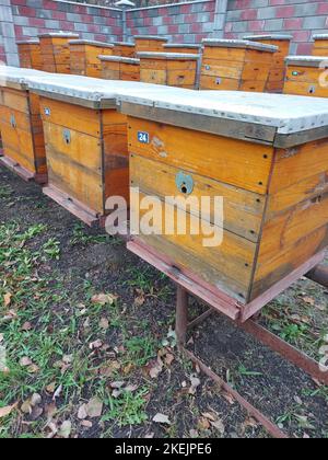 Bienenstöcke für Bienen auf dem Territorium eines Landhauses. Hochwertige Fotos Stockfoto