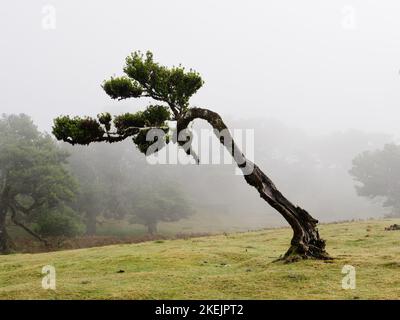 Magisch nebliger Wald und Lorbeerbäume mit ungewöhnlichen Formen, die durch starken Wind und Umgebung verursacht werden. Bereisen Sie die Welt. Laurisilva Madeira Portugal Unesco. Stockfoto